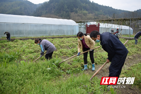 蓝莓除草_副本.jpg