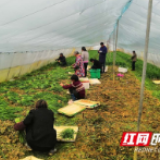 邵阳市双清区:人勤春早两手抓 防疫春耕两不误