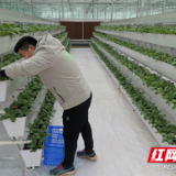 天元区有序恢复春耕备耕  从“菜园子”到“菜篮子”的守护