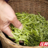 江华：早春茶采摘加工忙 生产防疫两不误