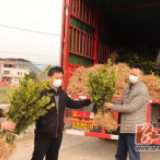 双牌：7万株油茶种苗送达