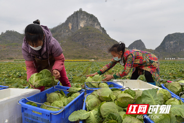 永诚种植专业合作社的蔬菜基地里，员工们正抓紧时间给蔬菜装箱。（黄海）