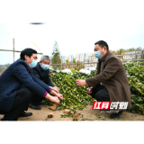 常宁：防疫不忘种好“脱贫树”