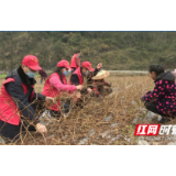 凤凰筸子坪镇:疫情防控和春耕生产两手抓两不误