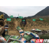 龙山县洗洛镇：多措并举助力百合产业复工复产