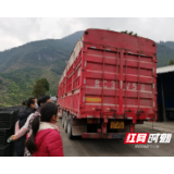 龙山：政府开辟绿色通道 “里耶脐橙”畅销忙