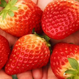 北湖区华塘草莓“线上”销售受欢迎