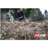 桃源：防疫脱贫两不误 荒地种下“摇钱树”