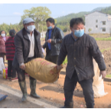 【防疫复工两手抓】高陇镇祖安村农户抢抓时机 忙采荸荠