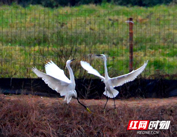 暖春二月，桃红柳绿，芳菲尽染，春色如水。2月23日，永州江永上江圩镇龙田村的田野上，一群白鹭时而展翅高飞，时而踱步觅食，时而翩翩起舞、时而引吭高歌，唱起春之歌，跳起春之舞。（黄海）