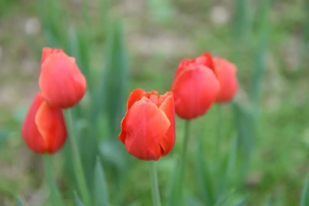 七星花照片图片