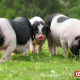 开辟“绿色通道” 让宁乡花猪吃得饱“跑”得出