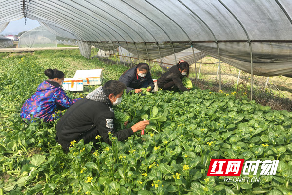 菜农们正在采摘菜心.jpg 菜农们正在采摘菜心.jpg