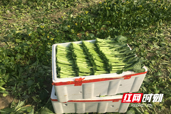 码放整齐的菜心.jpg 码放整齐的菜心.jpg