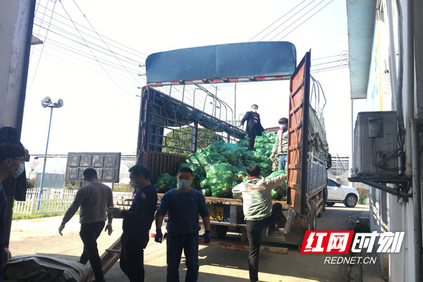 包菜、菜头正在整袋打包装车.jpg 包菜、菜头正在整袋打包装车.jpg