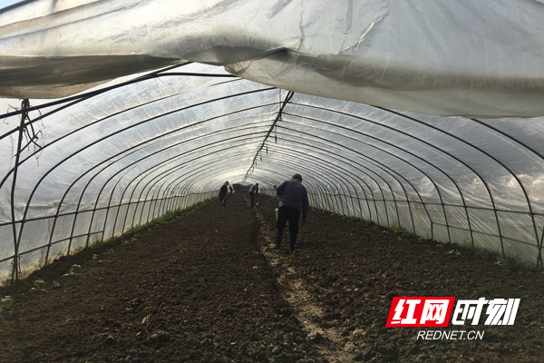 松土施肥作业.jpg 松土施肥作业.jpg