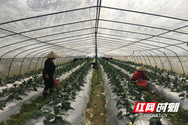 菜农们正在大棚里料理茄子苗.jpg 菜农们正在大棚里料理茄子苗.jpg