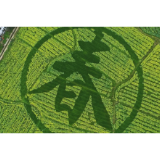 请勿聚集！隔着屏幕也能闻到资兴蓼江的油菜花香