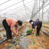 东安石期市镇：先锋引领人心齐 党群联动合力强
