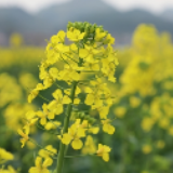 东安：十万亩油菜花正开