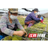 辰溪县孝坪镇“四支队伍”助推产业发展“龙抬头”