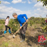 蓝山：丰收园里施肥忙