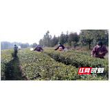 武冈科技扶贫专家 为农民群众送服务