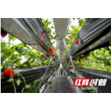 洪江市：战“疫”不误农 “莓”红人欢笑