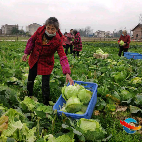 湘乡：丰富市民“菜篮子” 蔬菜基地春耕备耕忙