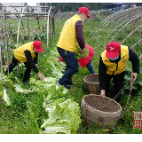 农户白菜滞销 官渡“个体户”志愿者来帮忙