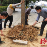 东安：街道绿化补种忙