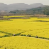 航拍永州丨江华下蒋村：长亭外古道边 油菜花开正鲜艳