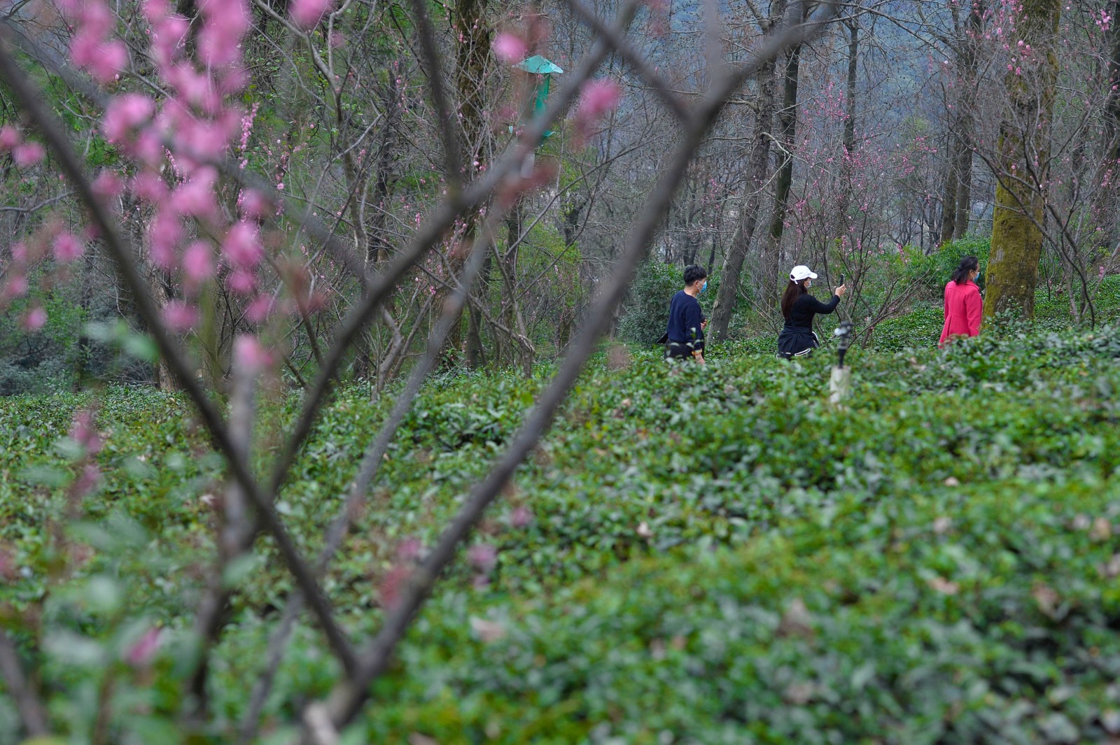 岳麓山茶园里，有几位市民前来赏花。