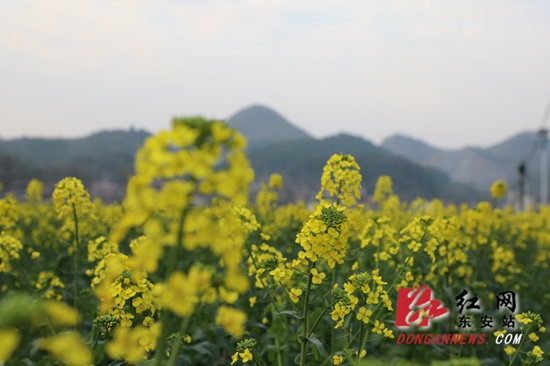 油菜花3_副本.jpg