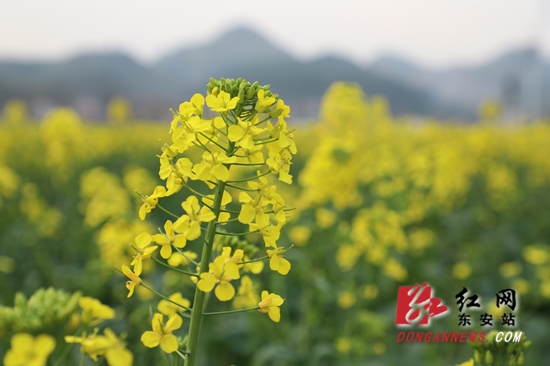 油菜花2_副本.jpg