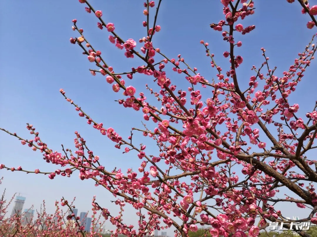 今日，烈士公园年嘉湖畔的红梅林里红梅朵朵开，与蓝天、湖水相映成趣 。贺文兵/ 摄