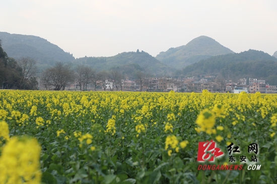 油菜花1_副本.jpg