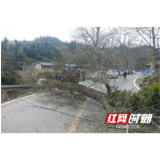 洪江市大崇乡：老树因风折，村干急除险