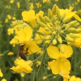 视频丨祁阳羊角塘：蜂飞蝶舞黄花开