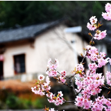 视频丨湘潭：繁花似锦显春媚