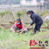 东安:防疫春耕两不误 脱贫攻坚更添彩
