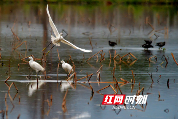 2月26日，江永县永明河国家湿地公园，一群白鹭在田间或觅食，或飞翔，或小憩，成为春天里动人的田园风景。（黄海）