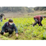 在田间地头奏出乡土最美防疫声音