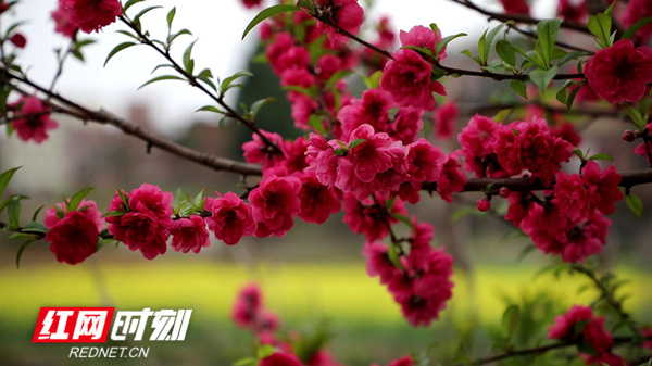 眼下正值春暖花开的时节，在永州新田县的不少农村，碧桃花竞相怒放、争奇斗艳，成为乡野间一道十分靓丽的景观。（蒋军君）