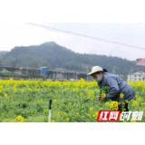 通道县万佛山镇：不误农时抓生产 确保战“疫”保耕双胜利