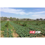 安乡：人大代表显担当全力“护航”企业复工复产
