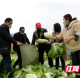 组图丨永顺：捐31吨蔬菜、椪柑支援武汉