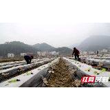 邵阳县：1.4万亩烟苗移栽工作全面启动