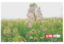 湖南澧县：七彩油菜花盛开