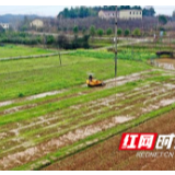 衡南大地绘出最美“春耕图”（图）